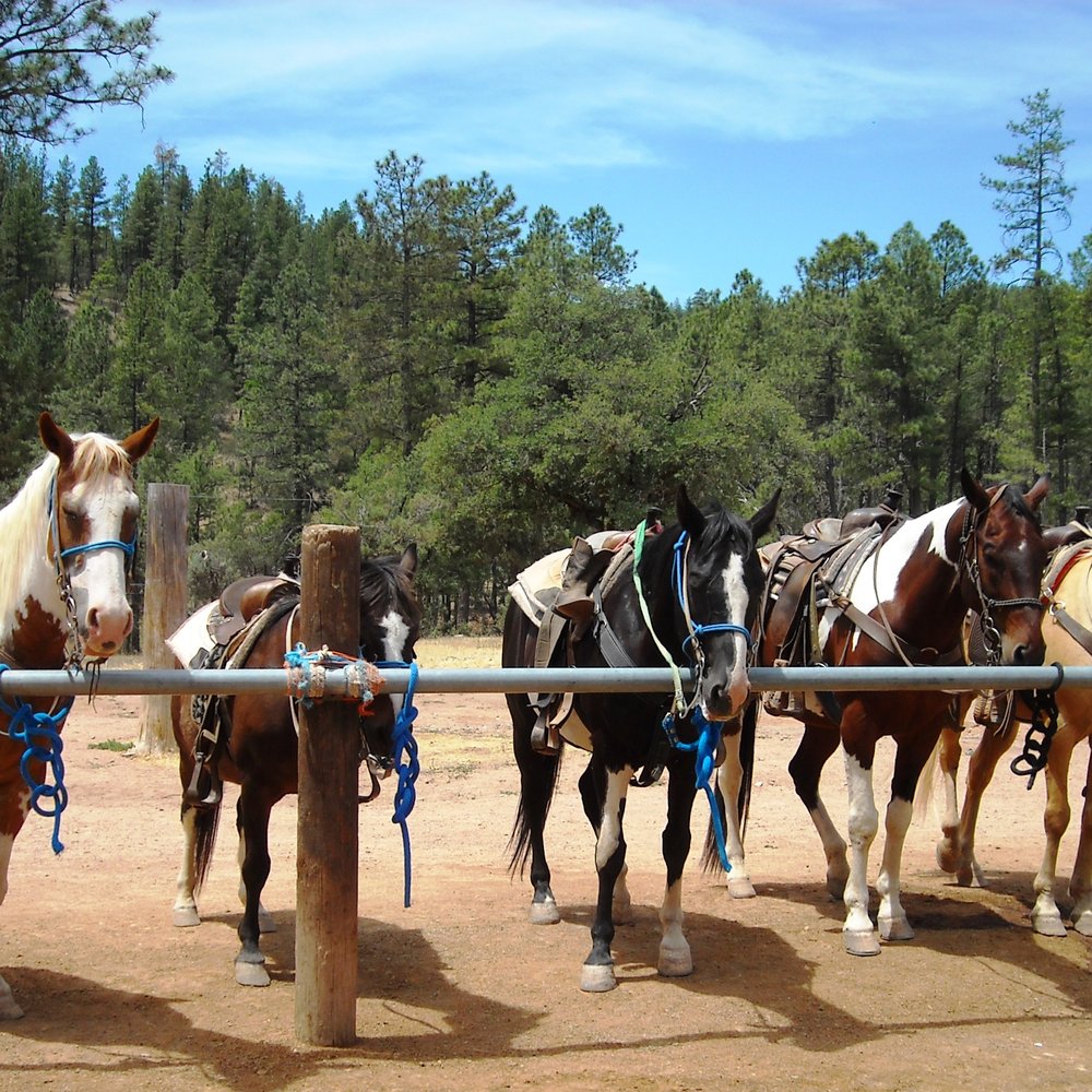 Kohl's Ranch Stables - The horses we rode during our tour. - Horseback Riding Near Me - Payson, Arizona Kohl's Ranch Stables - The horses we rode during our tour. - Horseback Riding Near Me - Payson, Arizona