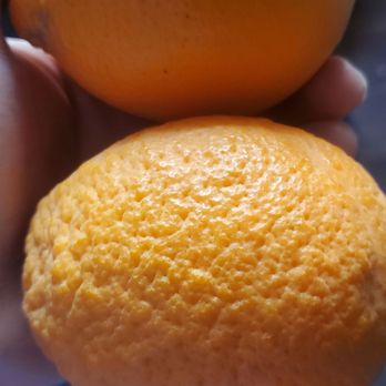 Greenfield Citrus Nursery - One Sanguinelli and the other is a Tarocco. - Nurseries & Gardening Near Me - Mesa, Arizona