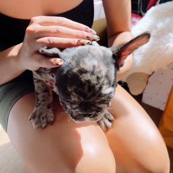 Nail Story - more puppy pics - Nail Salons Near Me - Honolulu, Hawaii