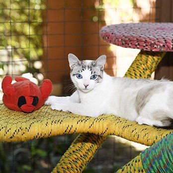 Cat-Villa - Lucky Charms at Cat-Villa - Pet Boarding Near Me - Encinitas, California Cat-Villa - Lucky Charms at Cat-Villa - Pet Boarding Near Me - Encinitas, California