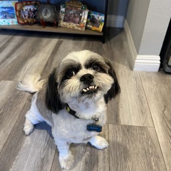 TJ's Mobile Grooming - My Sunny was a happy boy with his full groom. - Pet Groomers Near Me - Oceanside, California TJ's Mobile Grooming - My Sunny was a happy boy with his full groom. - Pet Groomers Near Me - Oceanside, California