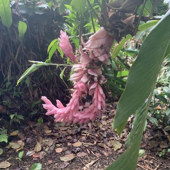 Road to Hana - Tours Near Me - Kihei, Hawaii Road to Hana - Tours Near Me - Kihei, Hawaii