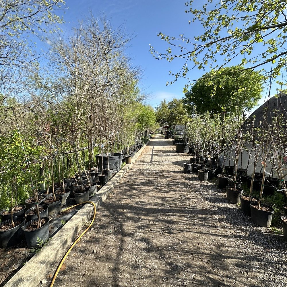 Vernon's Tree Farm - Trees 3/2024 - Tree Services Near Me - Castroville, Texas Vernon's Tree Farm - Trees 3/2024 - Tree Services Near Me - Castroville, Texas
