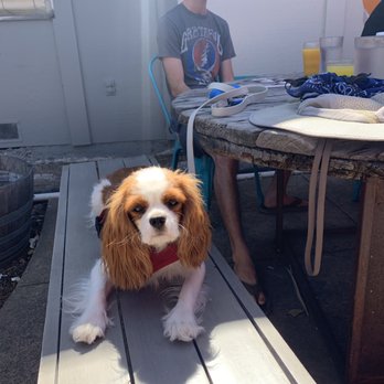 Shoreline Coffee Shop - Matilda enjoying the dog-friendly patio. - Diners Near Me - Mill Valley, California Shoreline Coffee Shop - Matilda enjoying the dog-friendly patio. - Diners Near Me - Mill Valley, California
