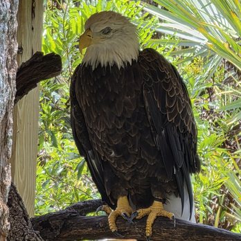 Brevard Zoo - Bald Eagle - Zoos Near Me - Melbourne, Florida
