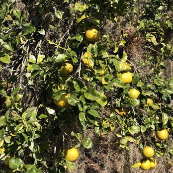 Immokalee Pioneer Museum - Oranges - Museums Near Me - Immokalee, Florida