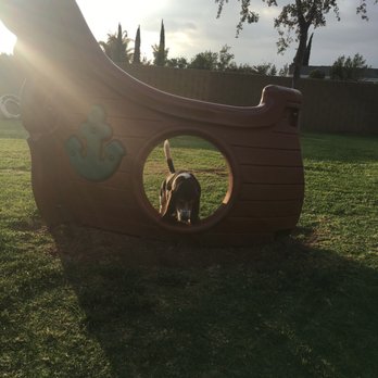 Andreson Dog Park - Ted being a pirate!! - Dog Parks Near Me - Rialto, California