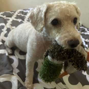 Paw Paw Pet Grooming - Pet Groomers Near Me - Alhambra, California