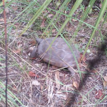 Turkey Creek Sanctuary - Turtle power - Parks Near Me - Palm Bay, Florida Turkey Creek Sanctuary - Turtle power - Parks Near Me - Palm Bay, Florida