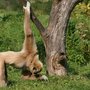 Photo of Zoo d'Amiens