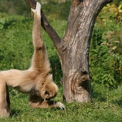 Zoo d'Amiens