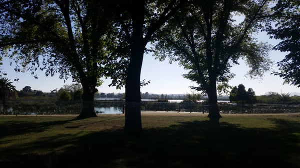 Pipers by the Lake by null