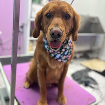 Ashley Groomed Me - Pet Groomers Near Me - Uniondale, New York Ashley Groomed Me - Pet Groomers Near Me - Uniondale, New York