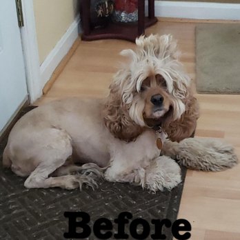 PetSmart - Pet Training Near Me - Gaithersburg, Maryland PetSmart - Pet Training Near Me - Gaithersburg, Maryland