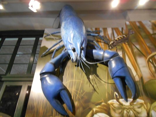 Audubon Insectarium by null