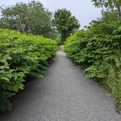 Cape Cod Rail Trail - Needs to be trimmed.