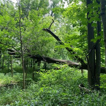 Oliver's Woods Nature Preserve - Parks Near Me - Indianapolis, Indiana Oliver's Woods Nature Preserve - Parks Near Me - Indianapolis, Indiana