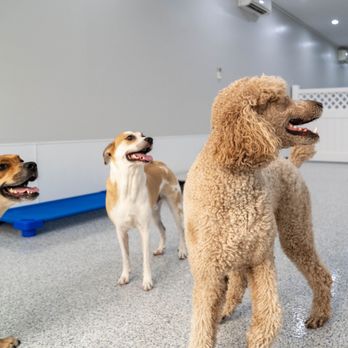 Canino - Pet Boarding Near Me - Astoria, New York