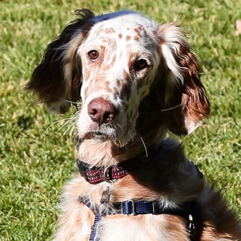 Namastay Training - Maisy is an English Setter. Very sweet dog. - Pet Training Near Me - Bella Vista, Arkansas Namastay Training - Maisy is an English Setter. Very sweet dog. - Pet Training Near Me - Bella Vista, Arkansas