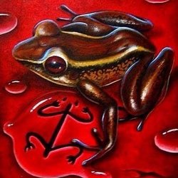 Coqui Bar - Coqui