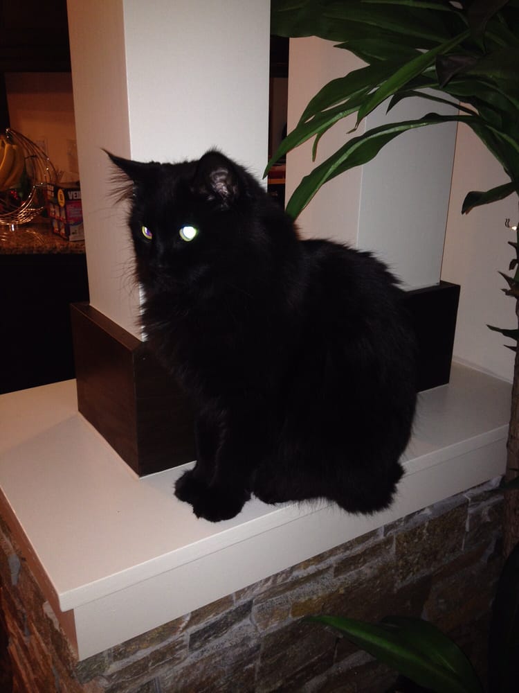 MY DOGGIES GROOMING Updated August 2024 10 Photos & 10 Reviews