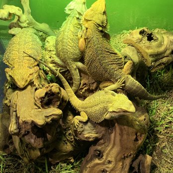 Austin Aquarium - Aquariums Near Me - Austin, Texas Austin Aquarium - Aquariums Near Me - Austin, Texas