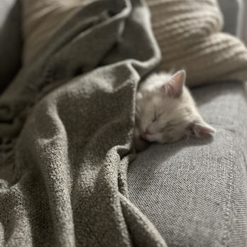 Rags&Fluff - Pet Breeders Near Me