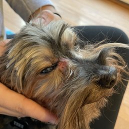 Dog hurt while being groomed. Dog hurt while being groomed.