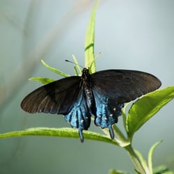 Serenity Hill Bed and Breakfast - This beautiful Pipevine swallowtail butterfly is just one type of butterflies that grace our gardens.