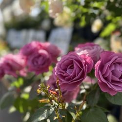 Greenland Garden Center