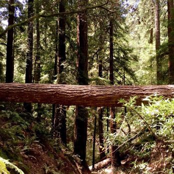Dipsea - Hiking Near Me