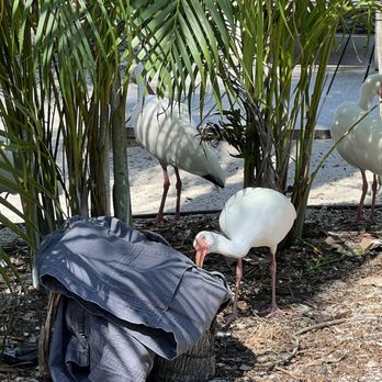 Discovery Cove - Bird checking out shorts - Amusement Parks Near Me - Orlando, Florida Discovery Cove - Bird checking out shorts - Amusement Parks Near Me - Orlando, Florida