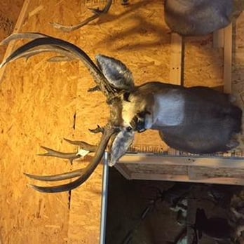 Rawhide Taxidermy - Taxidermy Near Me - Junction, Texas Rawhide Taxidermy - Taxidermy Near Me - Junction, Texas