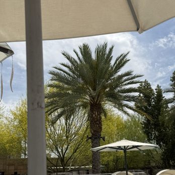 Arizona Biltmore, LXR Hotels & Resorts - Palm tree - Hotels Near Me - Phoenix, Arizona Arizona Biltmore, LXR Hotels & Resorts - Palm tree - Hotels Near Me - Phoenix, Arizona