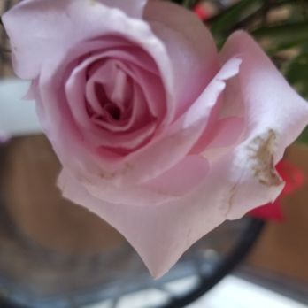 Panage Florist - More brown and not a fresh rose! - Florists Near Me - San Juan Capistrano, California