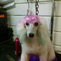 Photo of Putnam Pampered Paws