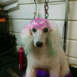 Putnam Pampered Paws - Aireal is my personal baby, she puts up with alot of things. She has it befor i try it on a clients baby. And she prances when we are done.