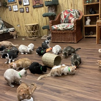 Aloha Kitty Cafe - Pet Adoption Near Me - Kailua, Hawaii