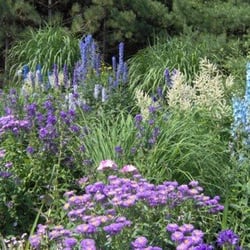 Plant Paradise Country Gardens - Mixed Perennial Border