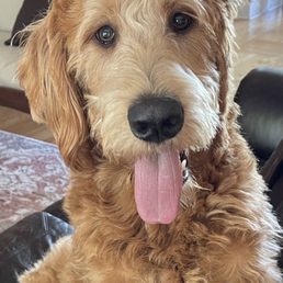 Bob Dog Bob Dog
