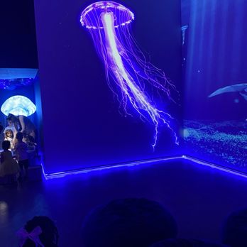 Jellyfish Museum - Wall art/media - Museums Near Me - Pompano Beach, Florida Jellyfish Museum - Wall art/media - Museums Near Me - Pompano Beach, Florida
