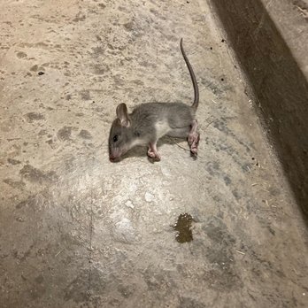 Jimmy's Pizza - a dead rat on the floor - Pizza Near Me - New Bedford, Massachusetts Jimmy's Pizza - a dead rat on the floor - Pizza Near Me - New Bedford, Massachusetts