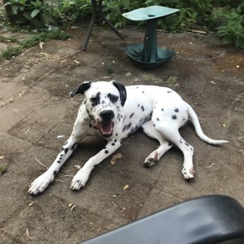 Eastside K-9 - Perdita - Dog Walkers Near Me