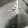 Photo of Black's Pest Services