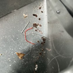 Black's Pest Services - Bits of shmutz; looks like dust