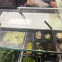 Publix