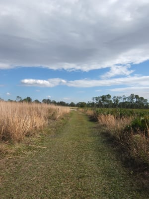 The Nature Conservancy's Disney Wilderness Preserve by null