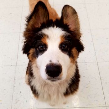 Lucky Dog Training - Pet Training Near Me - Houston, Texas Lucky Dog Training - Pet Training Near Me - Houston, Texas
