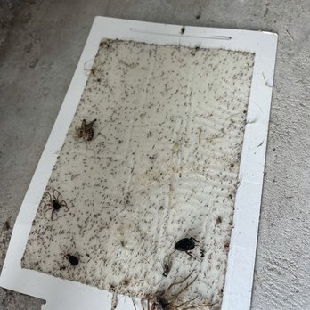 Texas Elite Xterminatorz - Pest Control Near Me - Euless, Texas Texas Elite Xterminatorz - Pest Control Near Me - Euless, Texas