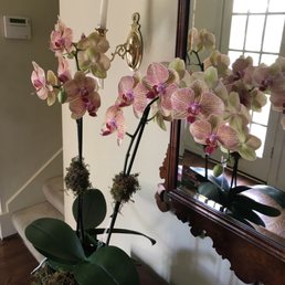 Beautiful Orchid delivered!!! Beautiful Orchid delivered!!!